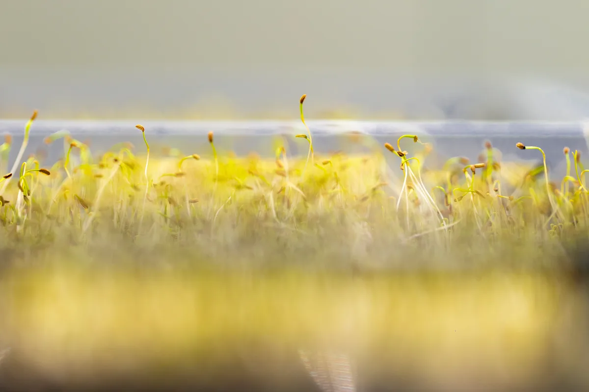 Man sieht kleine, hellgrüne Microgreens.